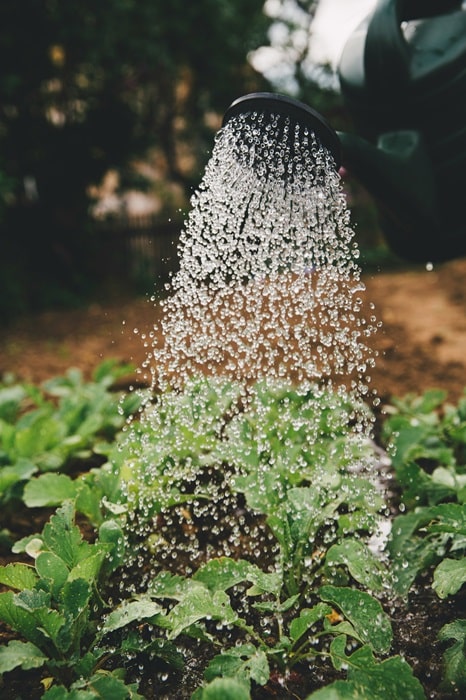 Natuurvriendelijke Beplanting