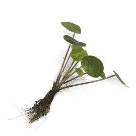 Pilea Bush With Roots